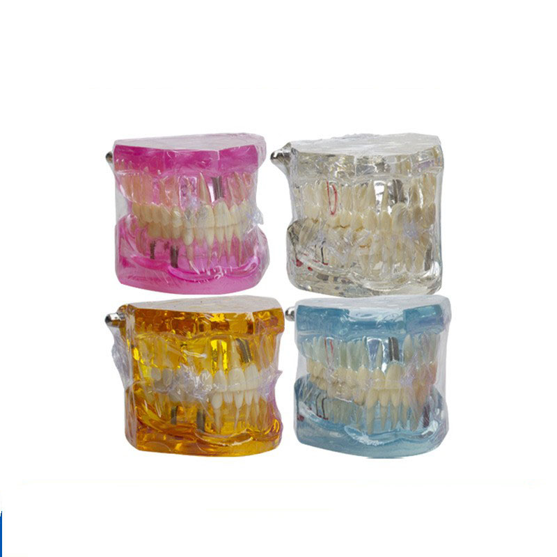 Dental model of teeth
